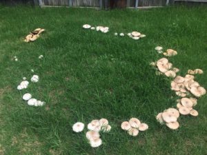 Ring of mushrooms in the grass