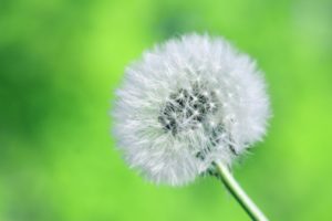 A fluffly dandelion